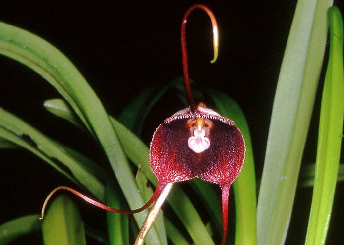 Уникальное растение: орхидея Бенедикта Рёзля.