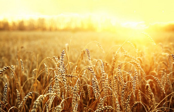 Спасительное растение: многолетняя пшеница.