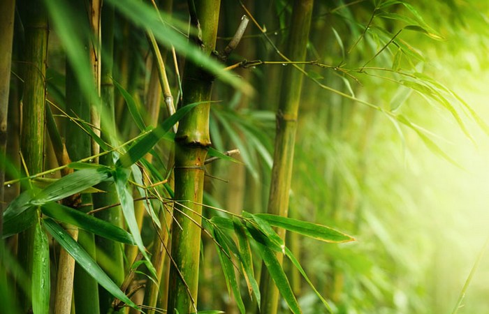 Спасительное растение: бамбук.