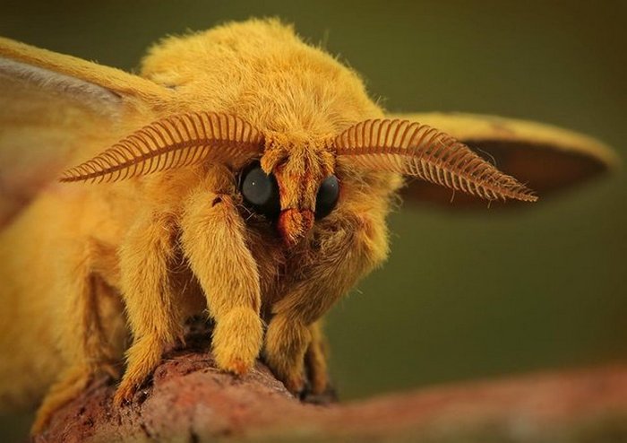 Бабочка Poodle Moth