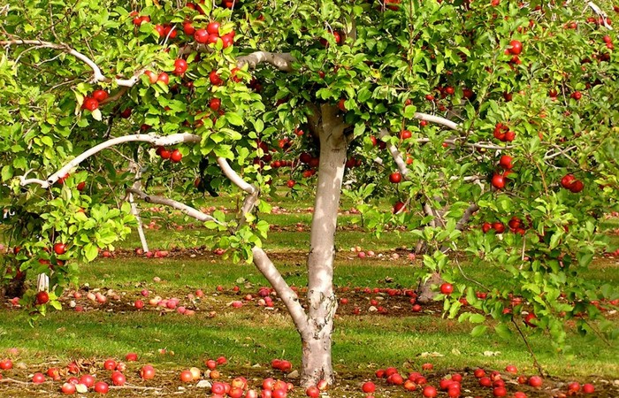 Яблони, яблочки, красота...