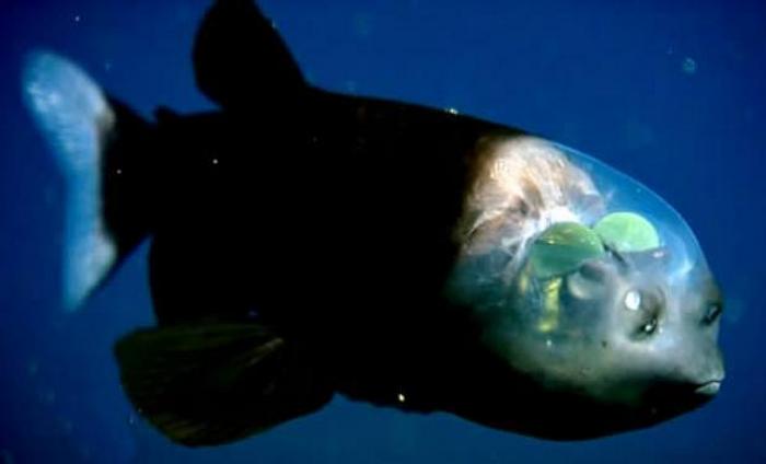 Рыба с прозрачной головой.