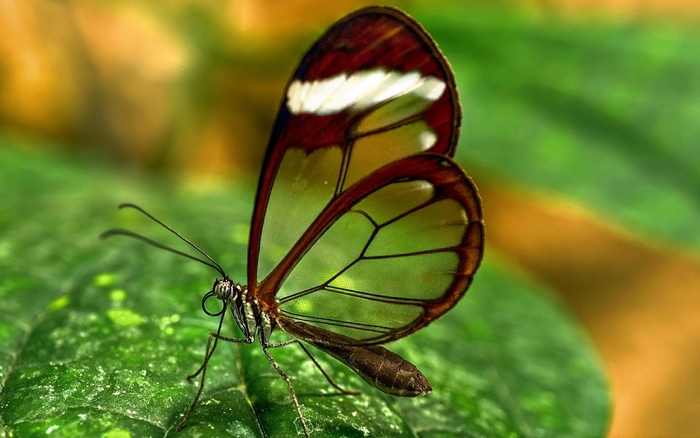 Прозрачная бабочка.