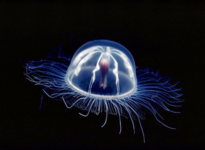 Прозрачная медуза.