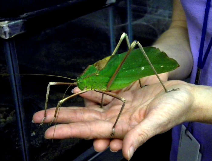 Гигантский длинноногий Katydid