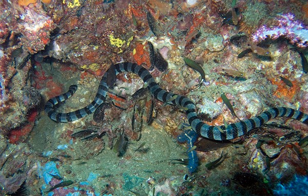 Морские опасности: змеи