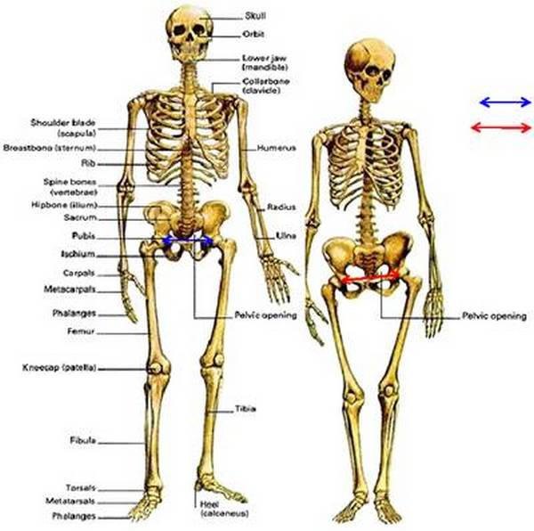 Отличия между скелетами мужчин и женщин