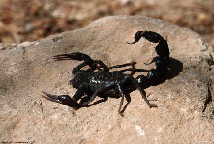 Скорпион: маленькое животное - большая опасность.