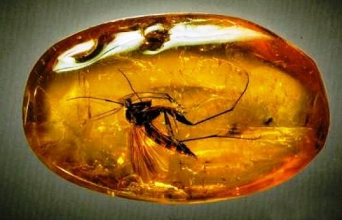 Ученые пытались извлечь ДНК насекомых, найденных в янтаре.