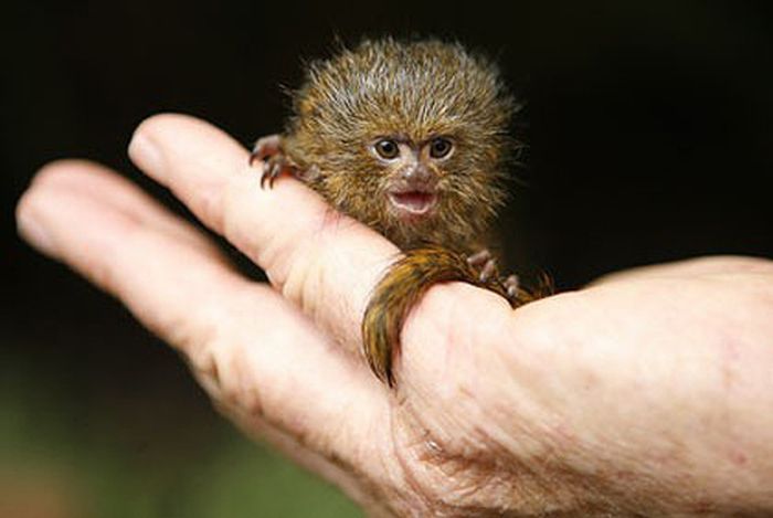10 самых маленьких животных на планете |