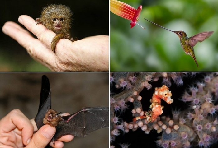10 самых маленьких животных на планете