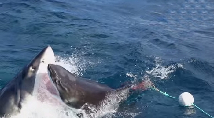 Дайвер снял редкое видео - схватку двух акул