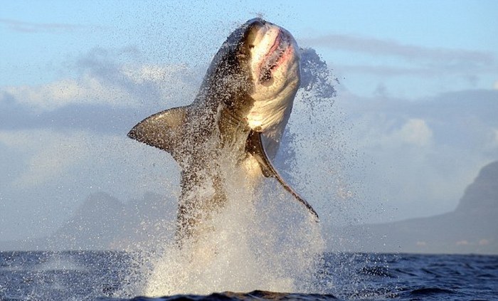 Удивительный танец акул