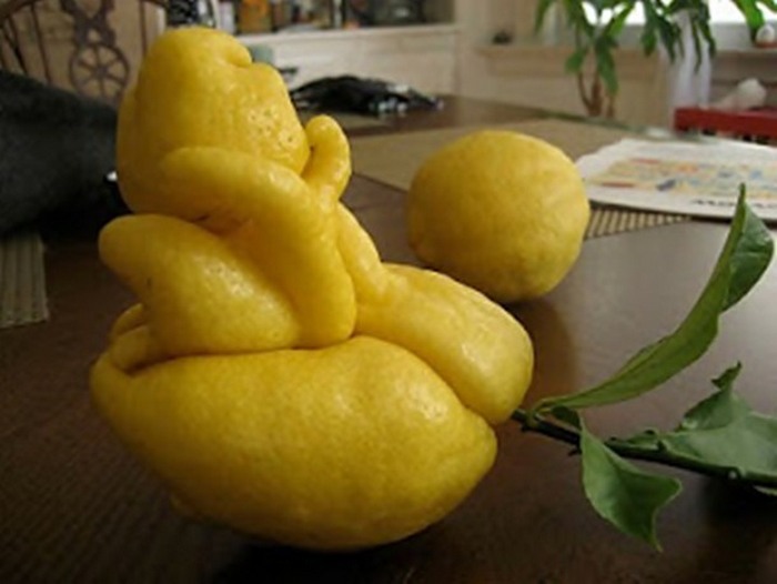 Релаксирующий лимон.