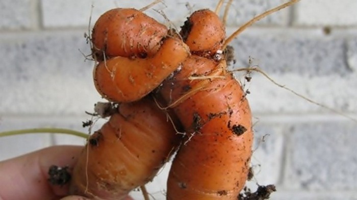 Обнимающаяся морковь.