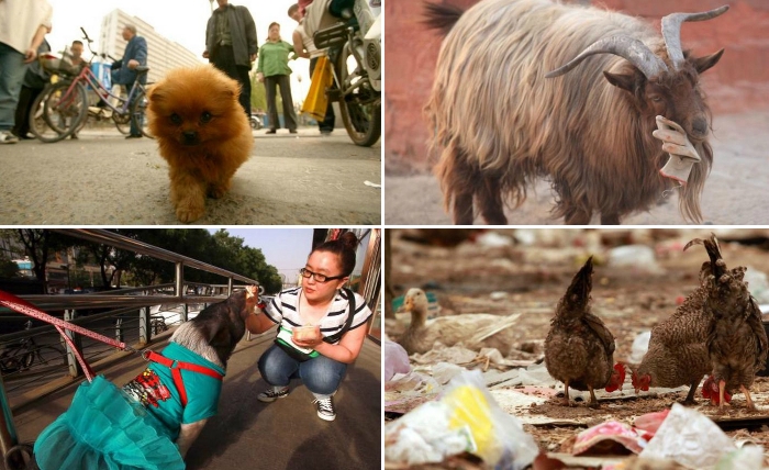 Уличные животные в Китае