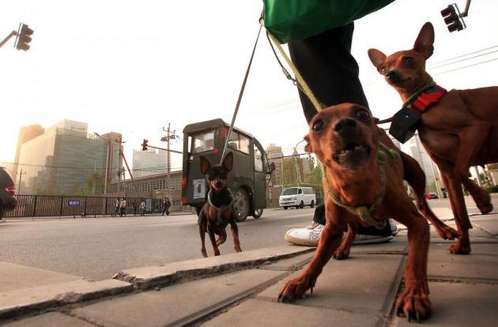 Собаки на прогулке в центре Пекина