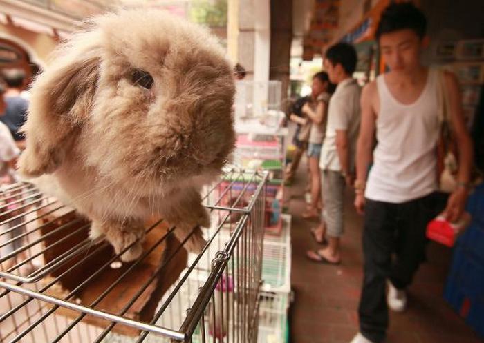 Кролик - самое популярное домашнее животное в Китае