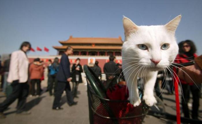 Кот на площади Тяньаньмэнь