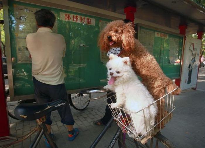 Собаки в велосипедной корзине.