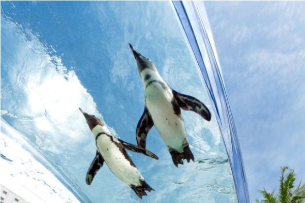 В Токио пингвины умеют летать