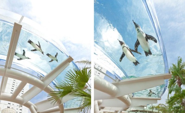 Летающие пингвины в Аква Кольце