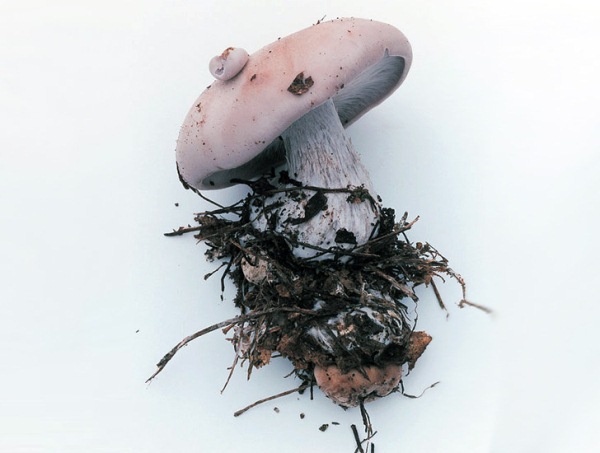 Такаши Хоммы: за грибами в леса под Фукусимой