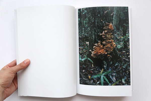 Такаши Хоммы: за грибами в леса под Фукусимой