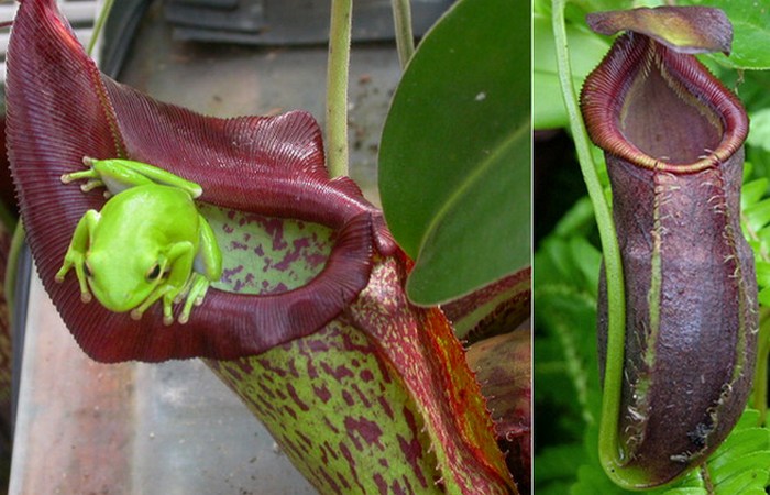 Обезьянья чашка Nepenthes.