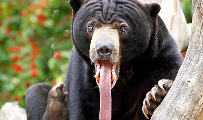 Необычное животное: малайский медведь.