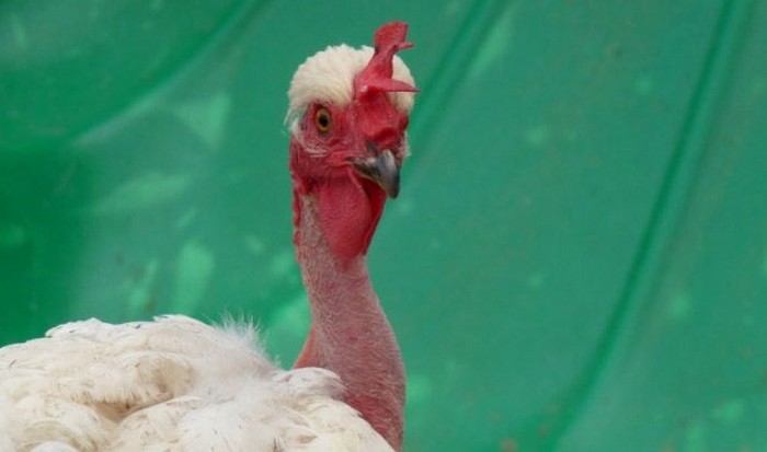 Необычное животное: голошейная курица.