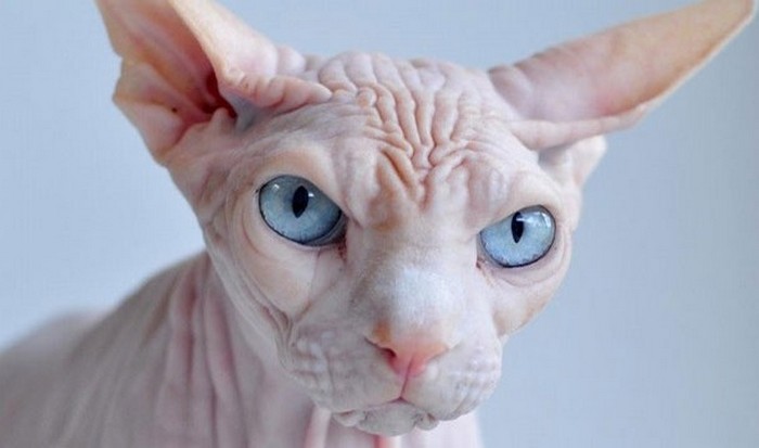 Необычное животное: кошка сфинкс.