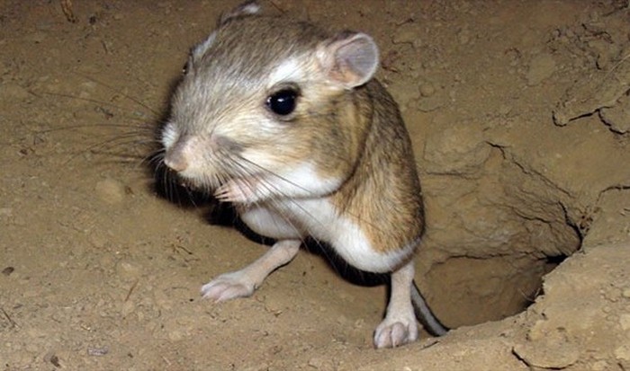 Необычное животное: кенгуровая крыса.