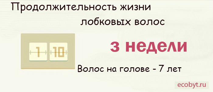 Лобковые волосы и волосы на голове имеют разную природу