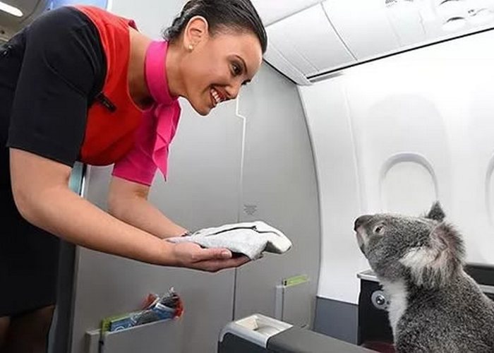 Животные на борту самолётов