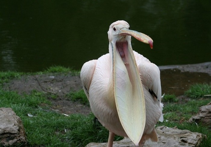 Зевающий пеликан.