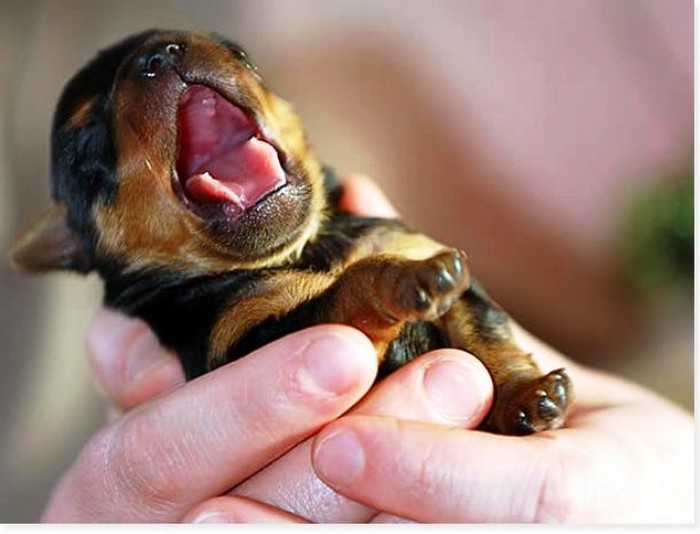 Зевающий щенок.