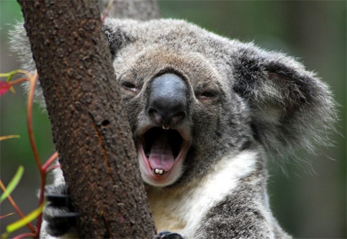 Зевающая коала.