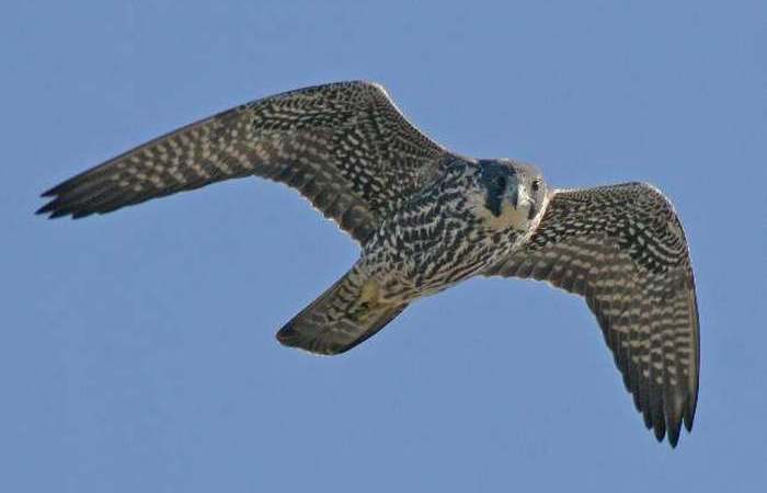 Falco peregrinus.