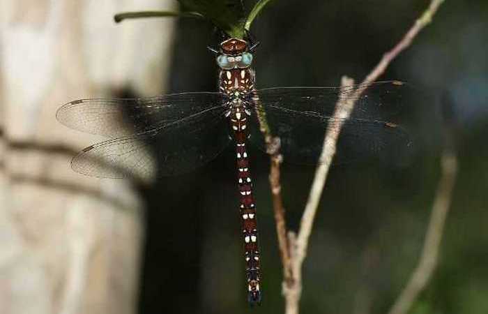 Austrophlebia costalis.