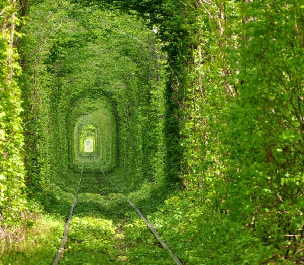 Туннель любви - 2 км зелени
