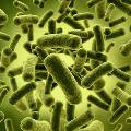 В водопроводе американской больницы нашли неизвестные бактерии