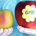 ГМО-продукты угрожают мужскому населению Земли