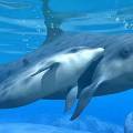 Дельфинов помнят собратьев десятилетиями