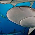 Скопление туристов и глобальное потепление повысило агрессивность акул