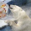 150 кг мороженого преподнесли в Японии полярному медведю из России