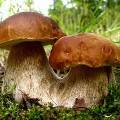 Белые грибы признаны прекрасным средством для похудения