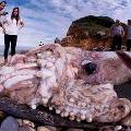 На испанский пляж выбросило гигантского кальмара