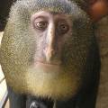 В Конго обнаружили новый вид обезьян