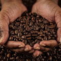 60% видов дикого кофе в настоящее время находятся под угрозой исчезновения